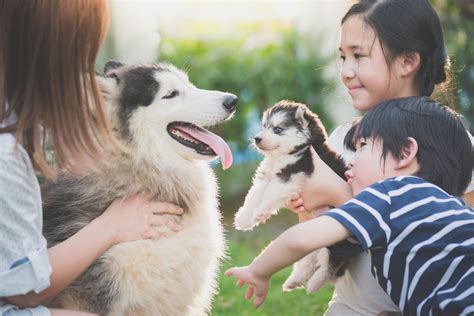 生小孩 養寵物|孩子吵著養寵物？飼養前須符合4條件、做好7大準備！